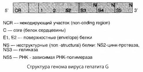 Ο ιός της ηπατίτιδας G (HGV)