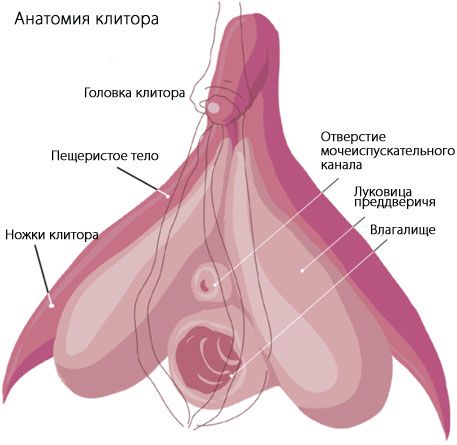 Ανατομία της κλειτορίδας