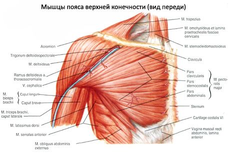 Δελτώδης μυς