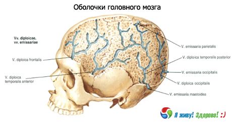 Περιβλήματα του εγκεφάλου