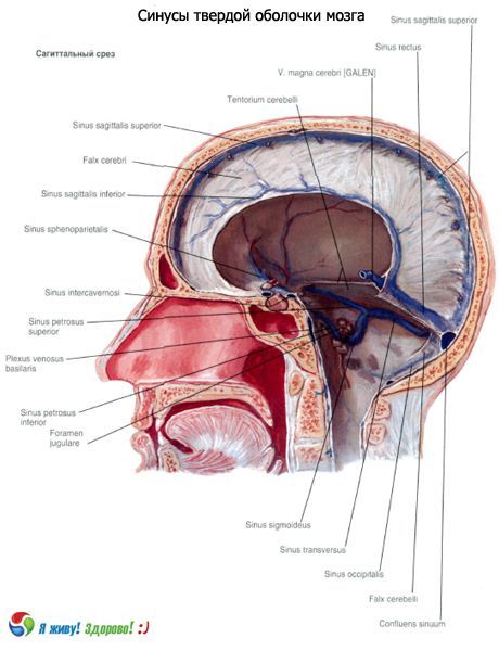 Κόλλες (κόλπων) της στερεάς μεμβράνης του εγκεφάλου