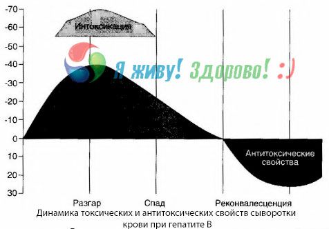 Παθογένεια της ηπατίτιδας Β