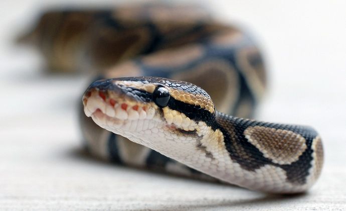 Πώς να προστατευτείτε από δάγκωμα φιδιού