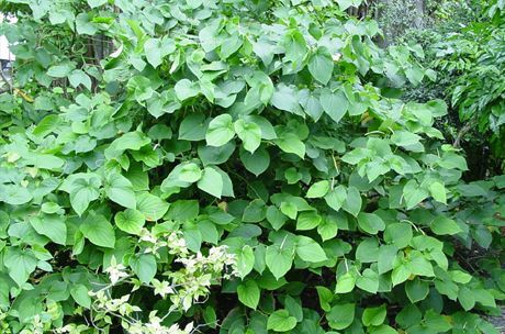 Η κάβα παράγεται από τη ρίζα ενός θάμνου (Piper methysticum)