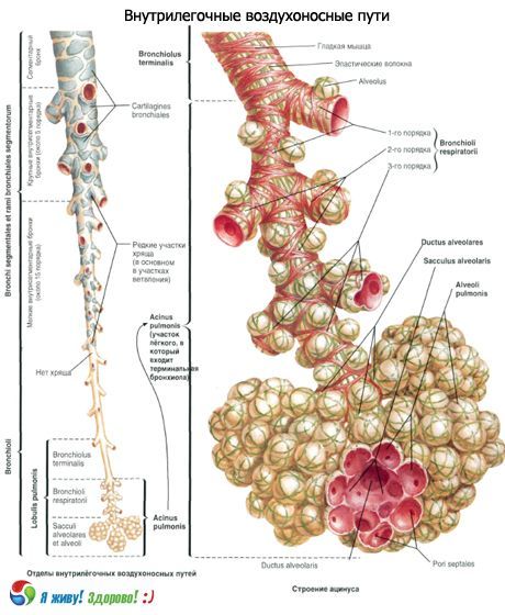 Bronchi.  Αναπνευστικό σύστημα βρόγχων