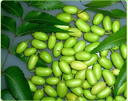 Έλαιο Neem