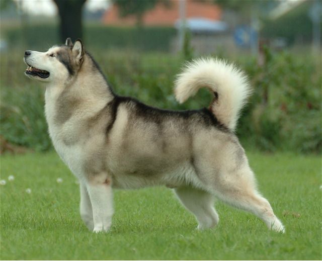 Γίγαντας Αλάσκα Malamute