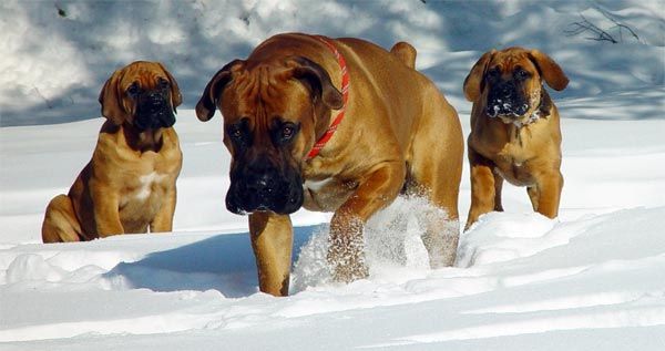 Νοτιοαφρικανικό Mastiff ή Boerboel