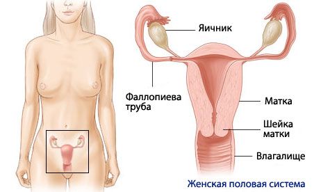 Ανατομία και φυσιολογία του θηλυκού αναπαραγωγικού συστήματος