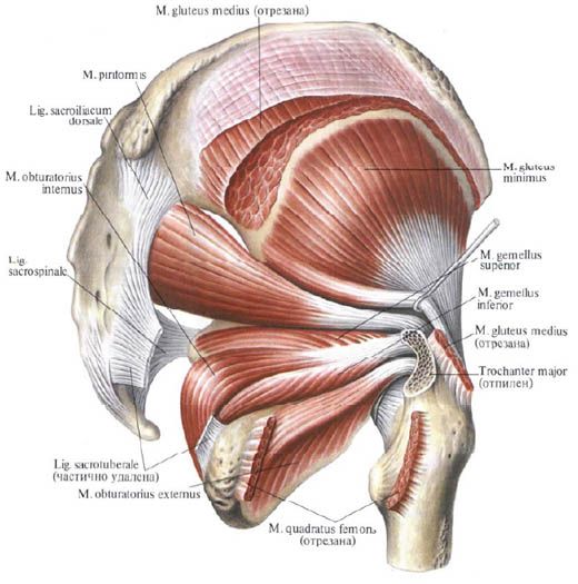 Μύες Gluteus (μυός του μεσογειακού γλουτιαίου)